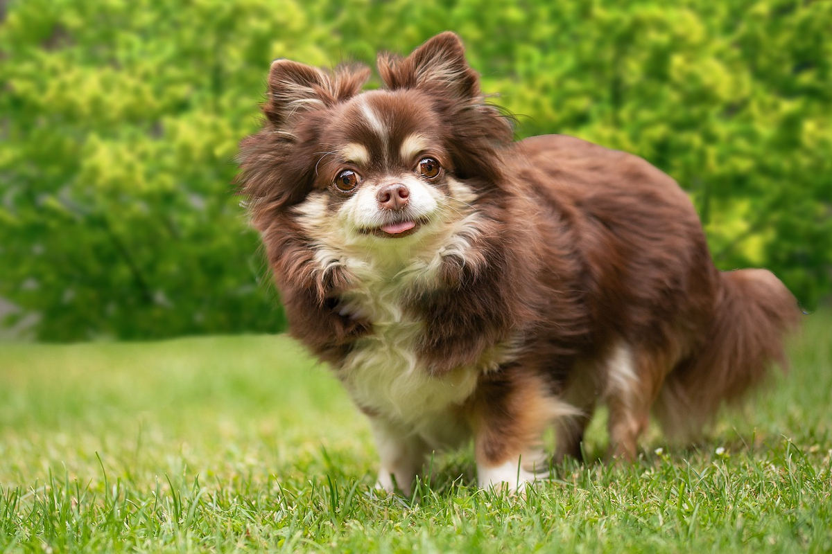 petit chien