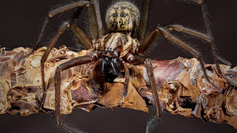 Comprendre les araignées et les insectes