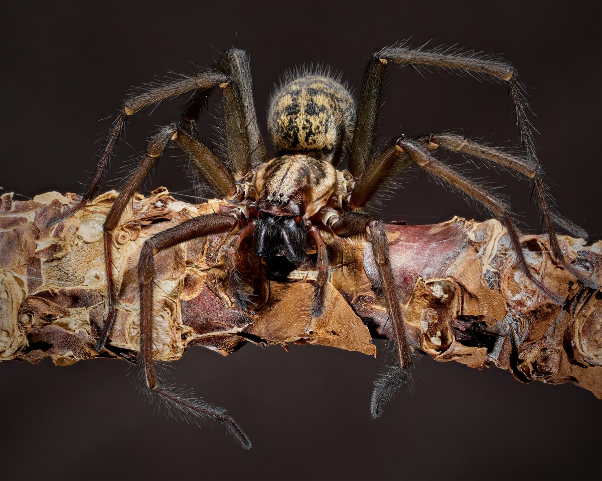 Comprendre les araignées et les insectes