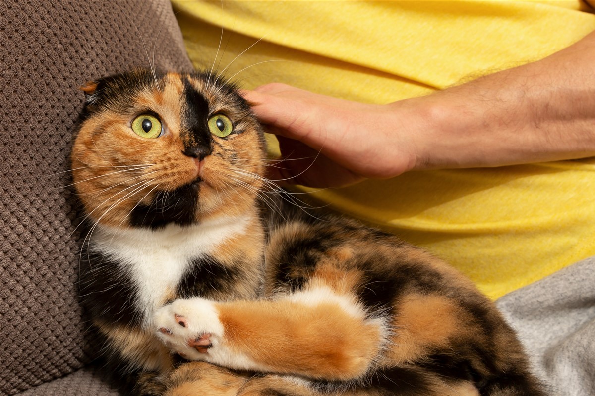 Découverte de célèbre chat de Gargamel