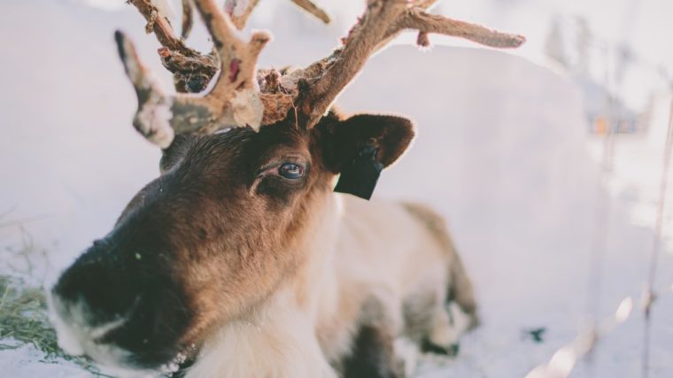 Découverte de la faune hivernale