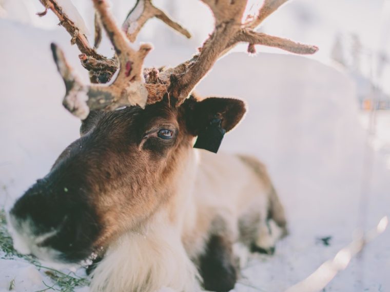 Découverte de la faune hivernale