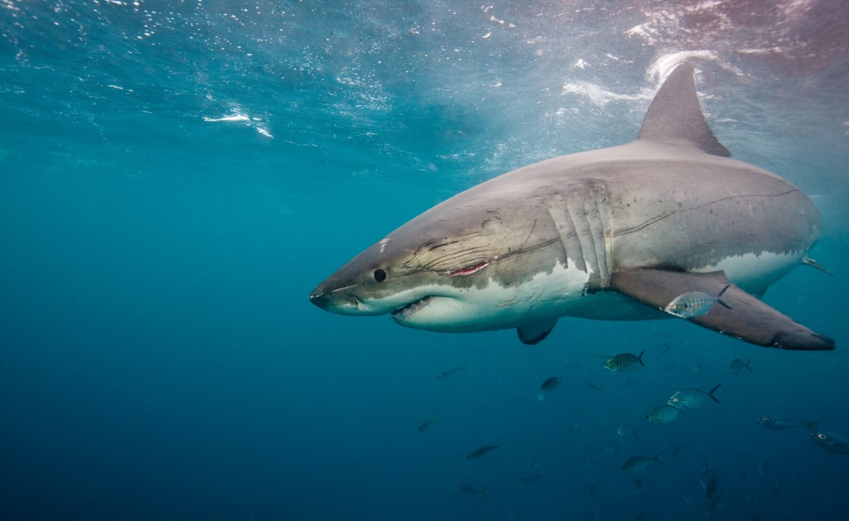 Decouverte-de-requin-cochon