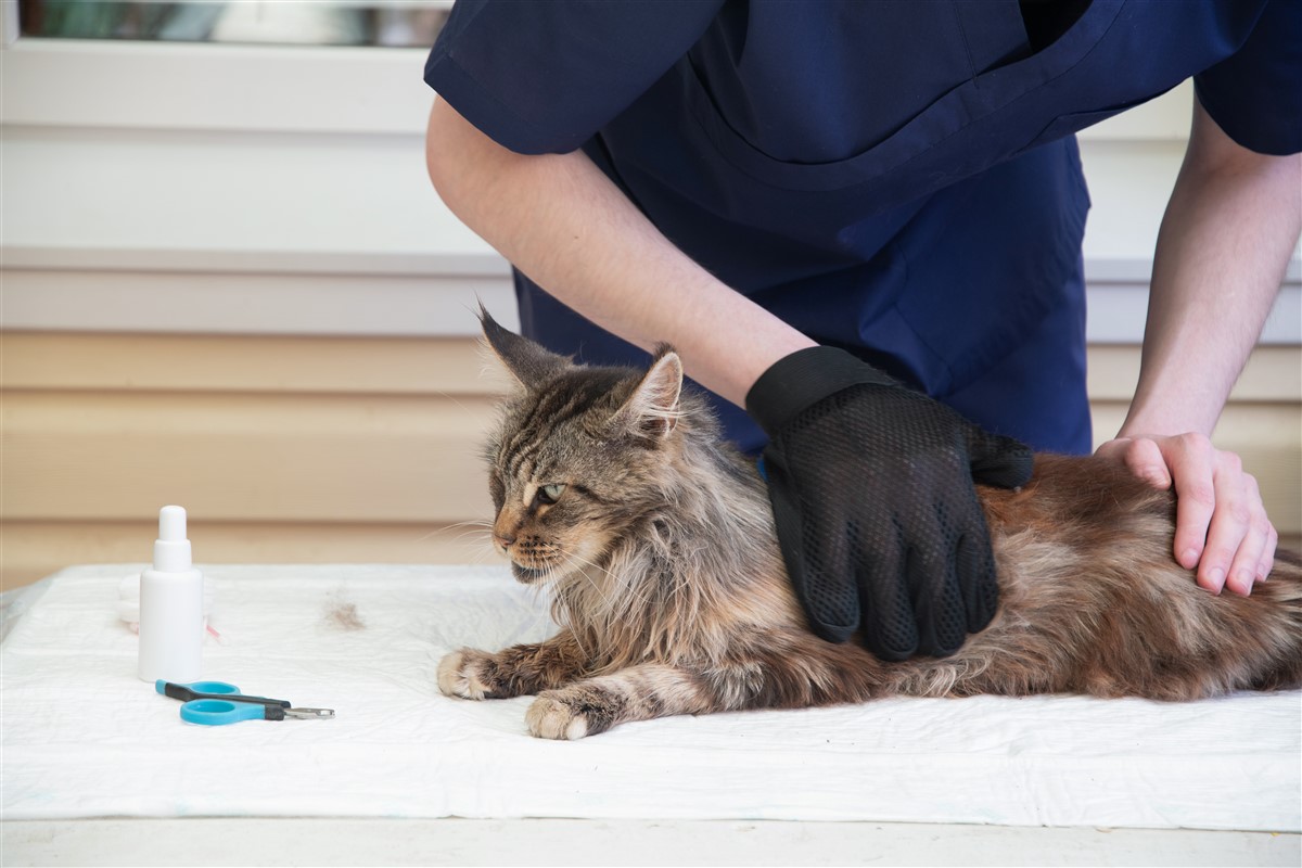 Identifier les signes distinctifs d'un Maine Coon