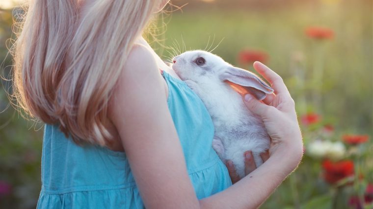 Vérité sur les lapins