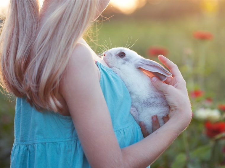 Vérité sur les lapins