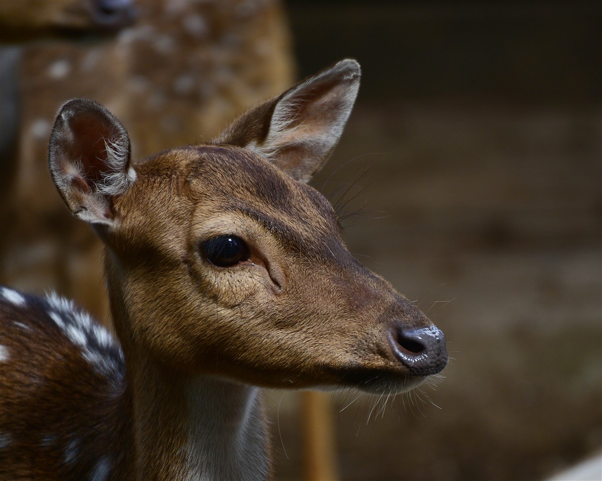 biologie du cerf souris