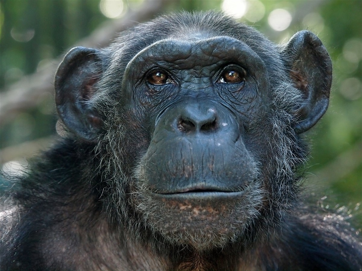 chimpanzés surpassent les humains