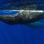 stratégies d’avis Ramirez pour des pronostics sportifs gagnants