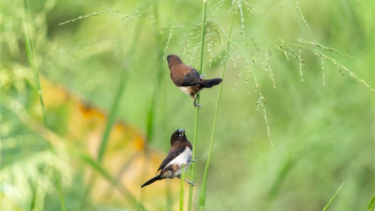 exploration des populations d'oiseaux locales