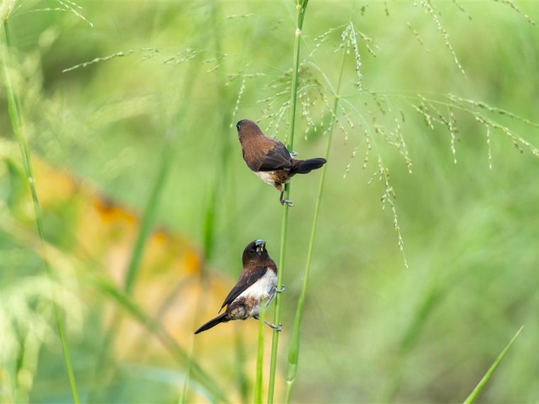 exploration des populations d'oiseaux locales