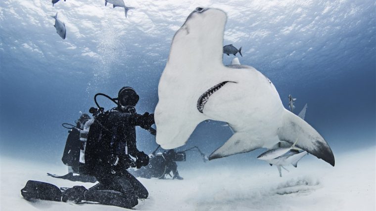 habitudes migratoires du requin marteau