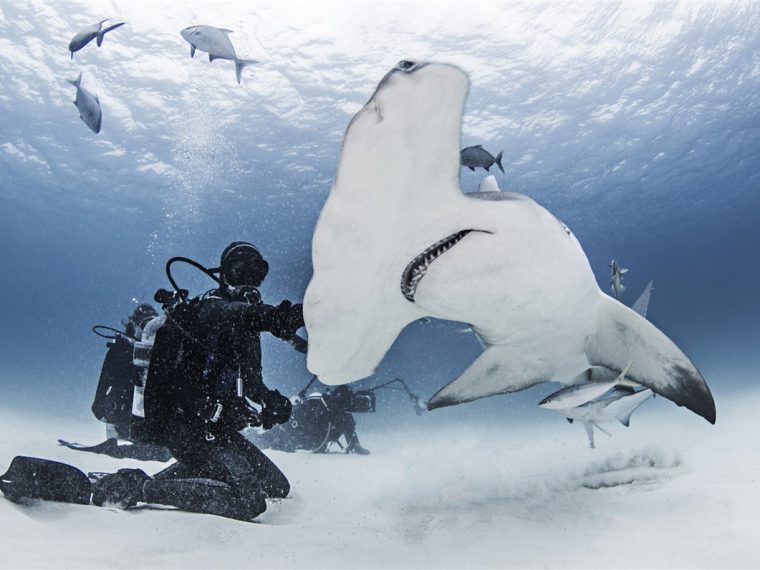 habitudes migratoires du requin marteau