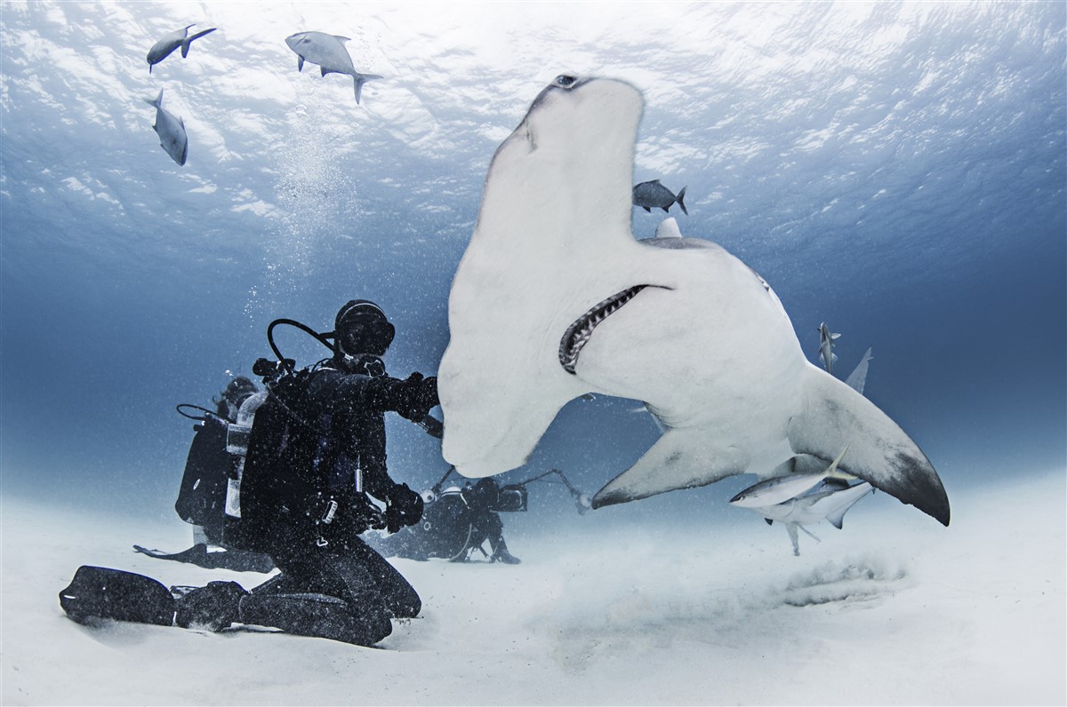 habitudes migratoires du requin marteau