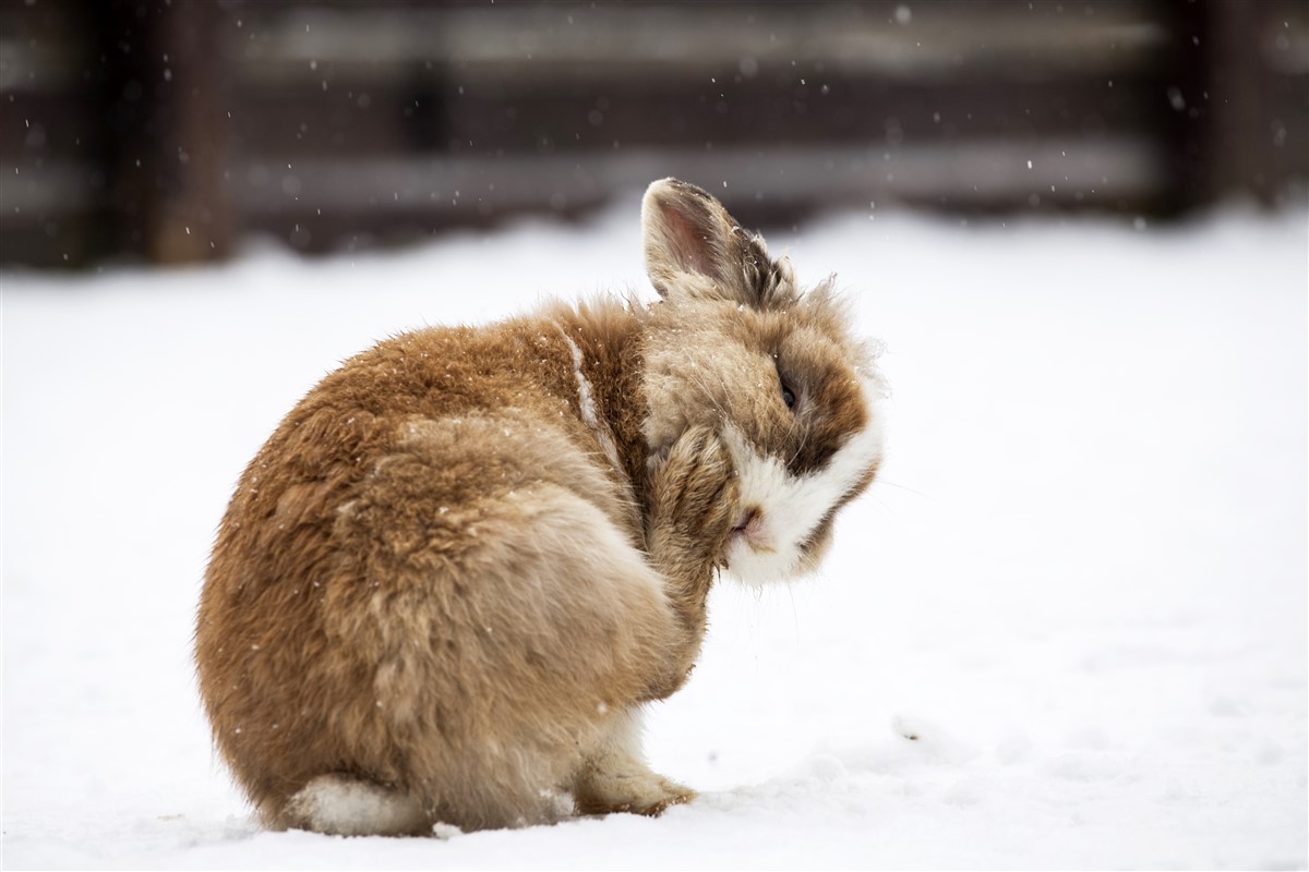 lapins ne dorment presque pas