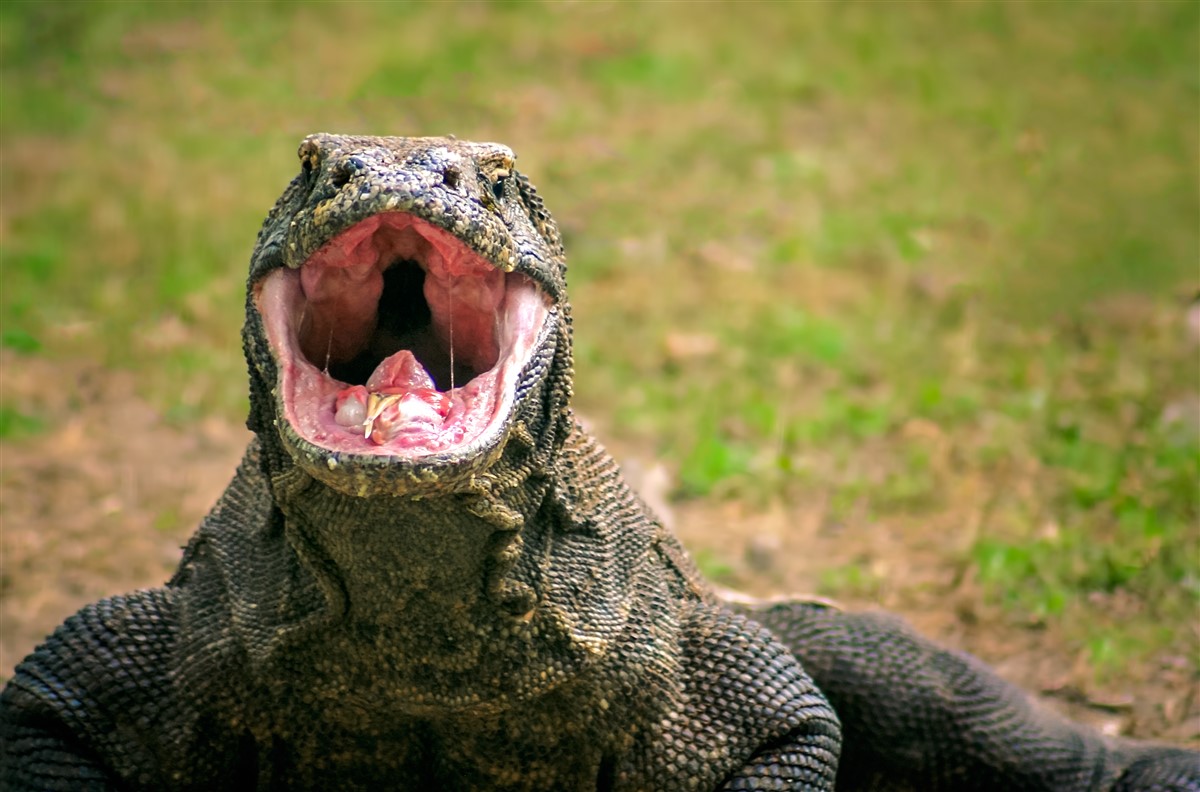 métabolisme unique du dragon de Komodo