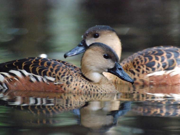 phénomène du sexe disproportionné chez les canards