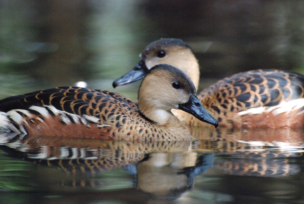 phénomène du sexe disproportionné chez les canards