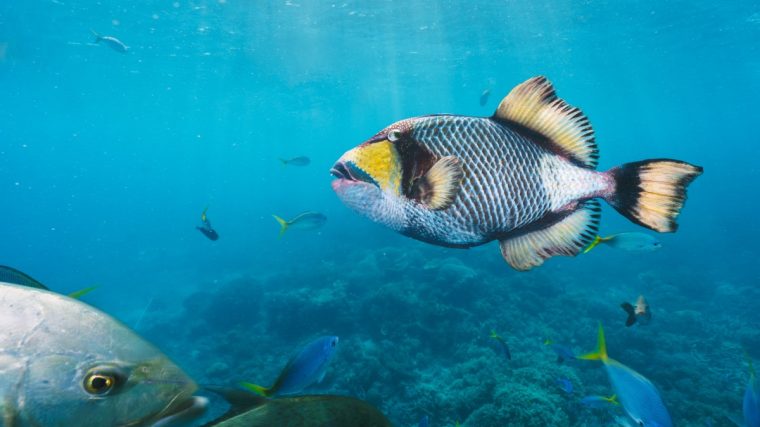 poisson-des-grandes-profondeurs
