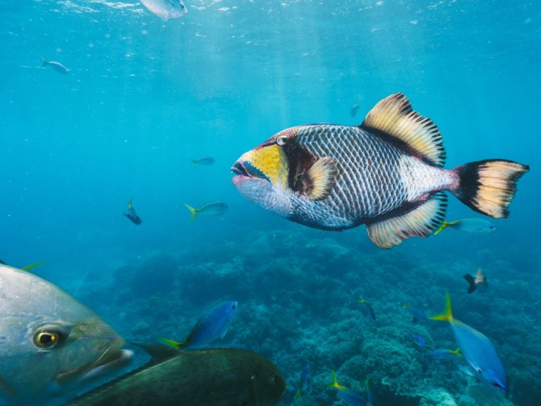 poisson-des-grandes-profondeurs