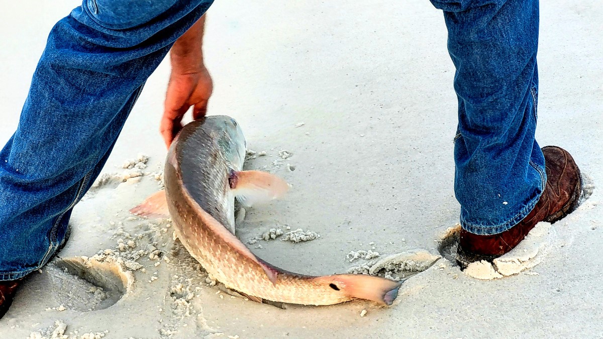 poisson des grandes profondeurs sur le rivage