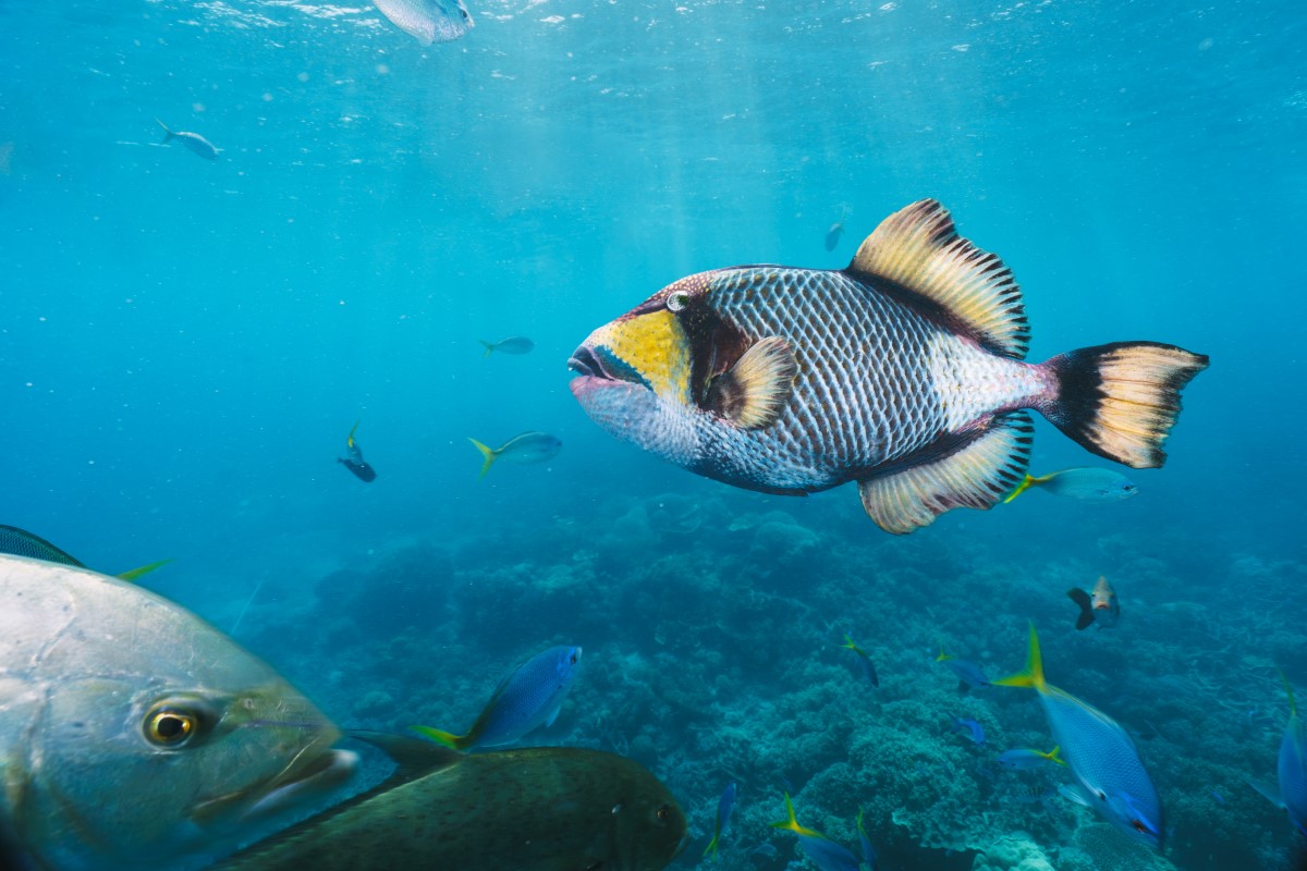 poisson-des-grandes-profondeurs
