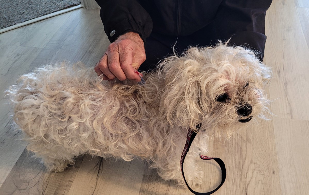 puces spécifiques aux chiens