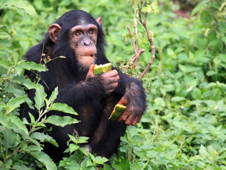 puissance musculaire des chimpanzés