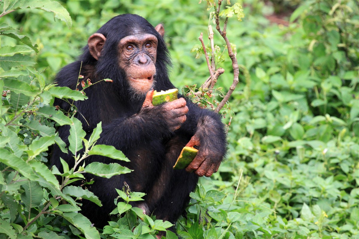 puissance musculaire des chimpanzés