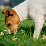 Peut-on être infesté par les puces spécifiques aux chiens ?