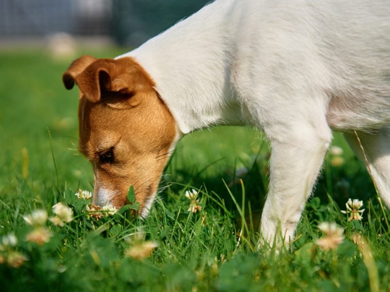 remedes-efficaces-pour-la-sante-de-votre-chien