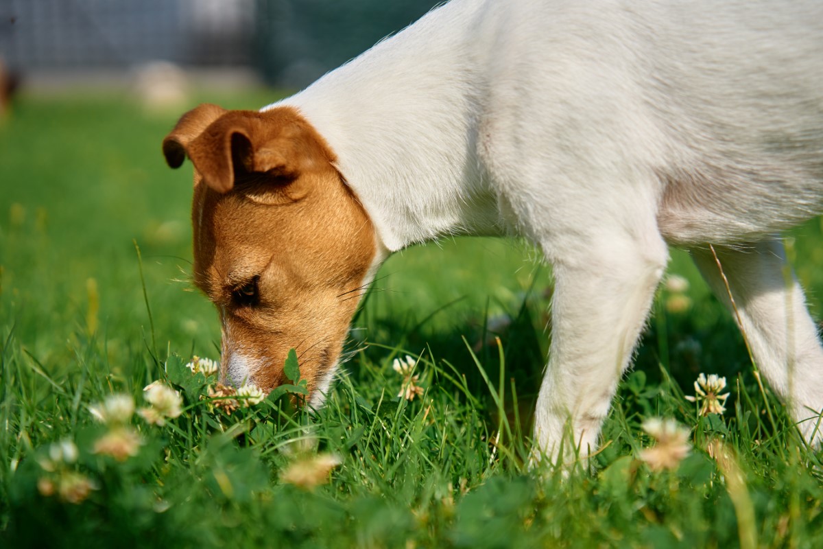 remedes-efficaces-pour-la-sante-de-votre-chien