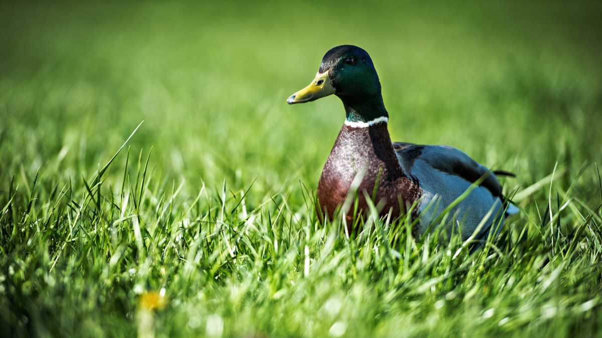 sexe-disproportionne-chez-les-canards