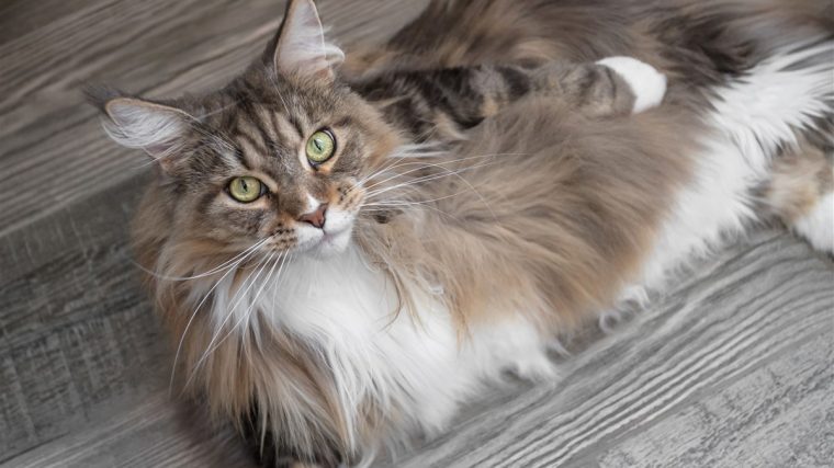 signes distinctifs d'un Maine Coon authentique