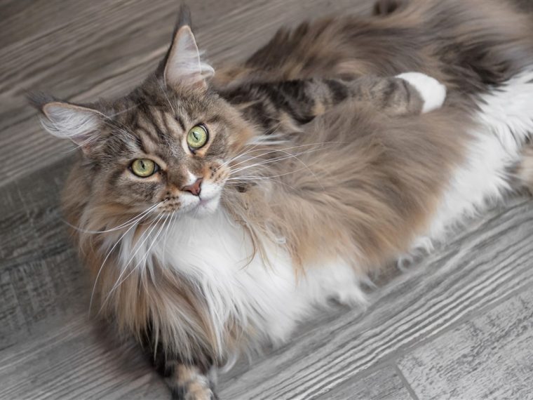 signes distinctifs d'un Maine Coon authentique