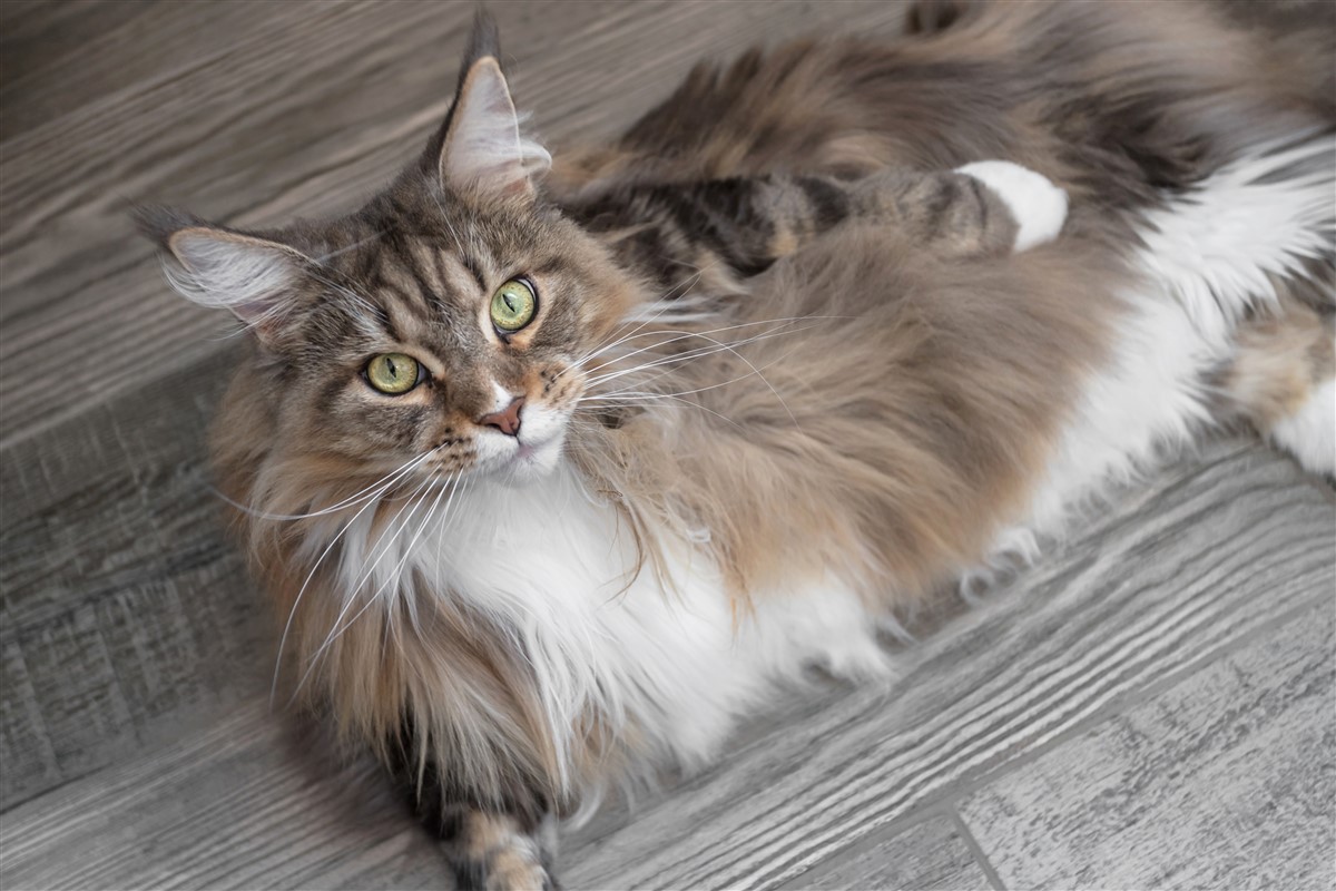 signes distinctifs d'un Maine Coon authentique