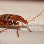 MYMfan : La fusion parfaite entre contenu exclusif et interaction directe