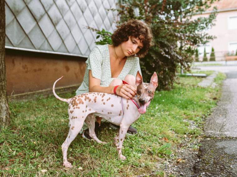 Chien moche sans poil