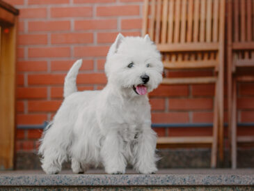 West Highland White