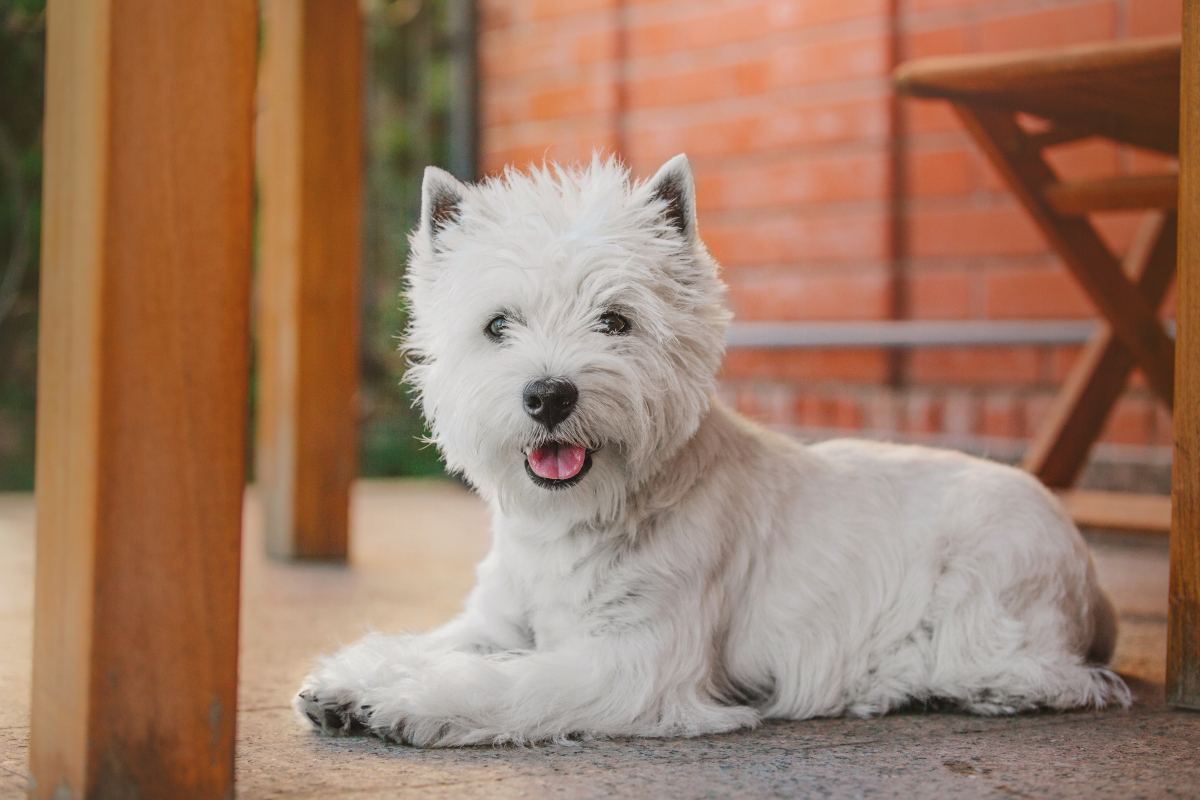 Westie