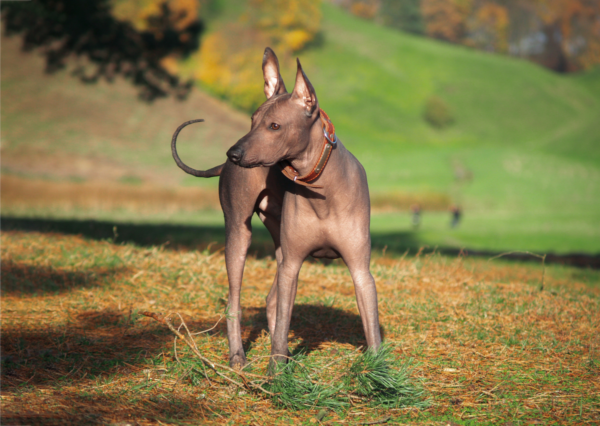 Xoloitzcuintli