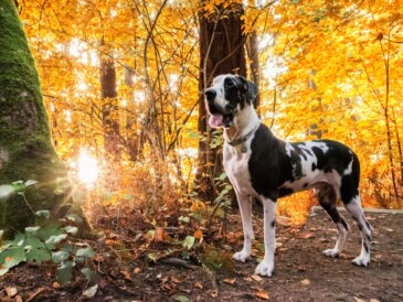 Autumn sunburst forest with harlequin great dane dog standing on hiking trail.