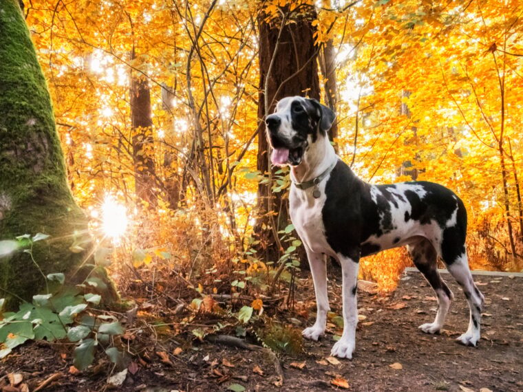 Autumn sunburst forest with harlequin great dane dog standing on hiking trail.