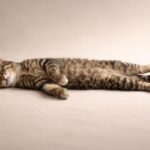 Texte humour pour le départ d&rsquo;un collègue : Trouver les mots justes pour faire rire