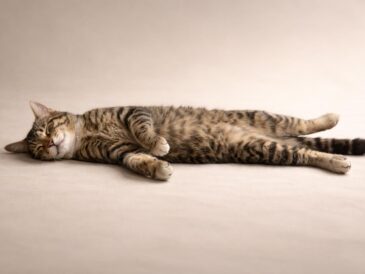découvrez ce qu'est la rigidité cadavérique chez le chat, une phase naturelle du processus de décès, et comprenez ses implications.