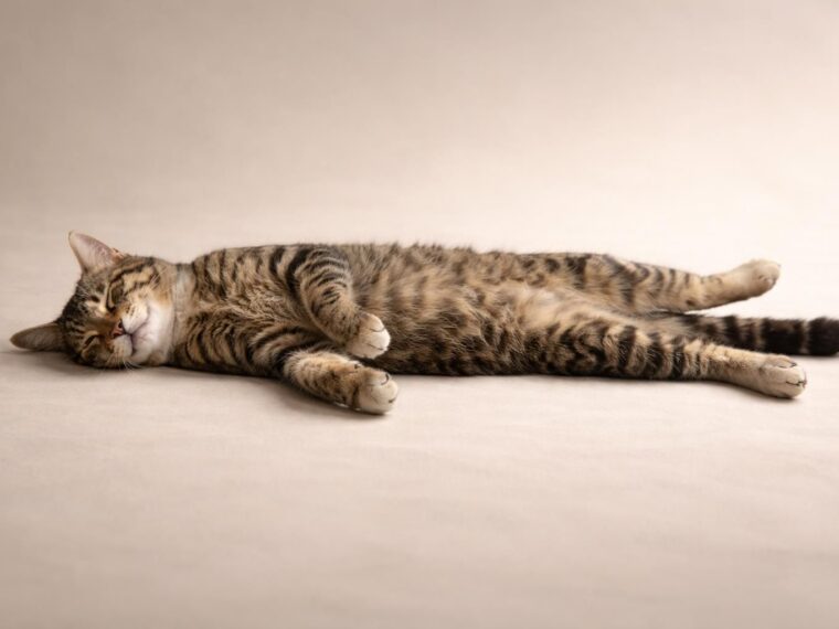 découvrez ce qu'est la rigidité cadavérique chez le chat, une phase naturelle du processus de décès, et comprenez ses implications.