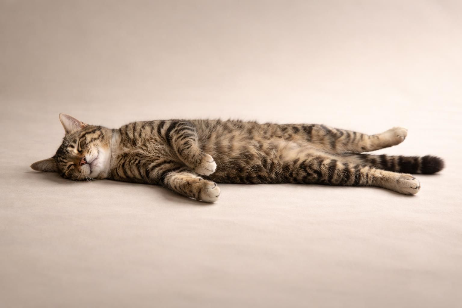 découvrez ce qu'est la rigidité cadavérique chez le chat, une phase naturelle du processus de décès, et comprenez ses implications.